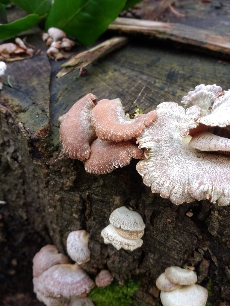 Welke paddenstoel is dit?